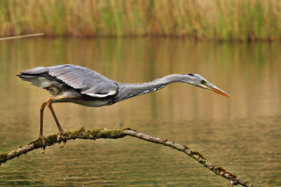 Blauwe reiger