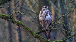 Buizerd