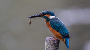 Jonge ijsvogel