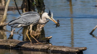 Blauwe reiger