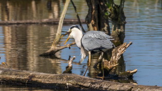 Blauwe reiger