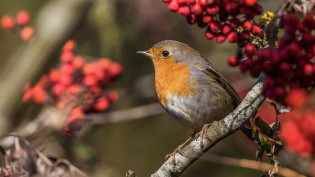 Roodborst