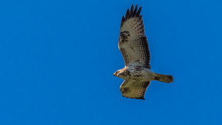 Buizerd