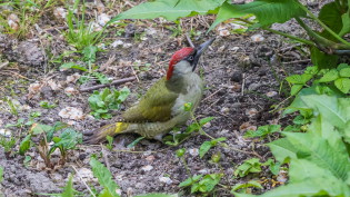 Groene specht