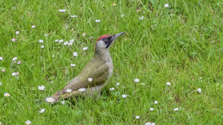 Groene specht