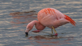 Chileense flamingo