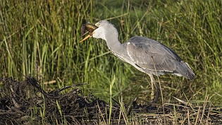 Blauwe reiger