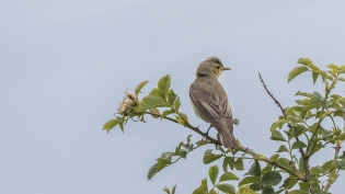 Spotvogel