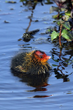 Jonge meerkoet
