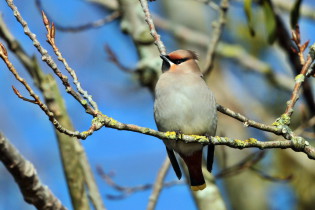 Pestvogel